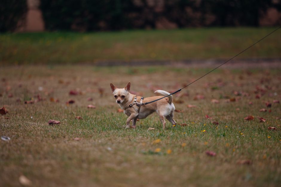 small dog outdoor walk (Ludovic Delot)