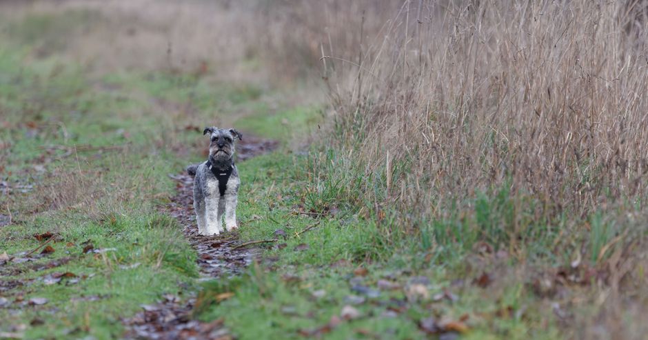 small dog outdoor walk (Veronika Andrews)